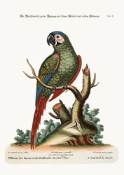 Brazylijska zielona ara, 1749-73